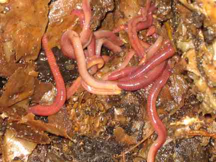 Worms in compost