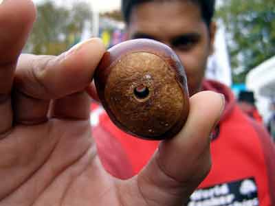 Conkers © Mr_Benn