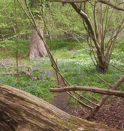 Coppiced ancient woodland, Centurion's Copse, Isle of Wight