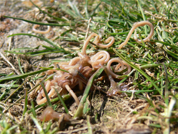 The remains of the cormorant's stomach contents (c) Cat James