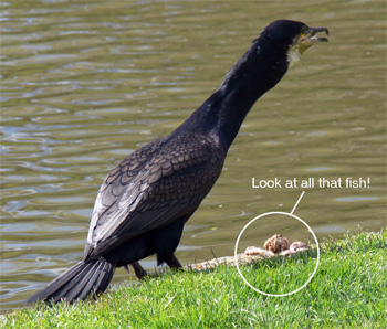 The cormorant swallows down the fish (c) Cat James