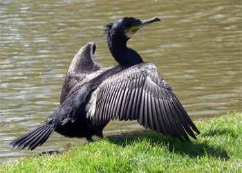 cormorant