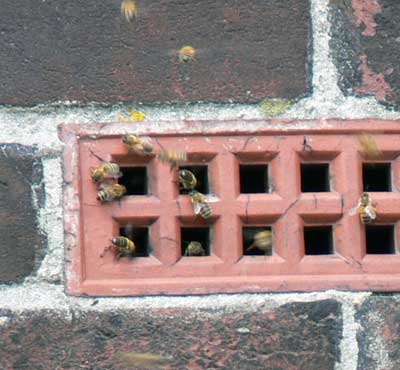 Bees at County Hall