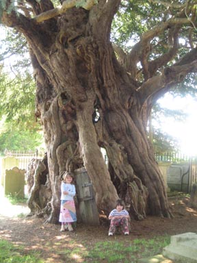 Crowhurst yew