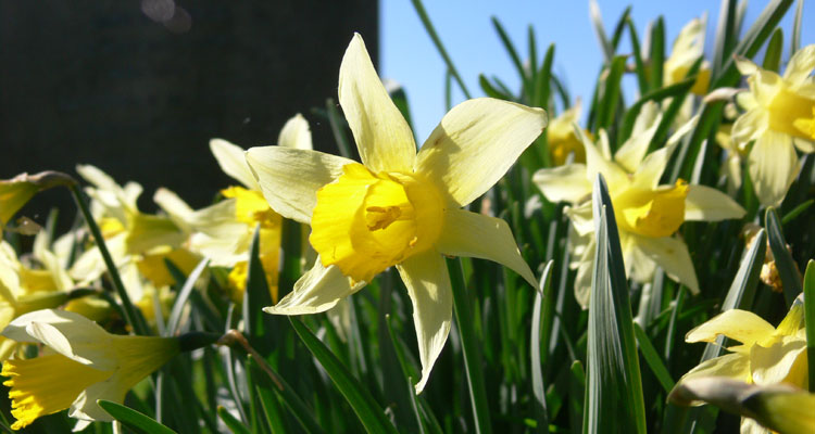 Daffodil