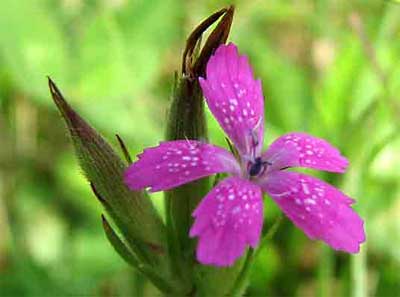 Deptford pink Dianthus armeria © anakeesta