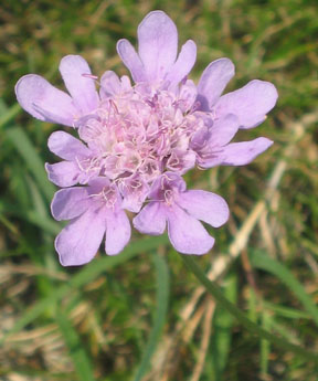 Devil's bit scabious