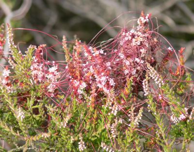 Dodder on heather, Dorset