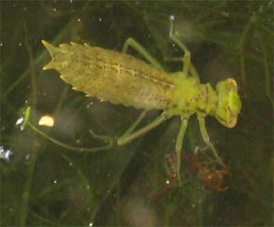 Dragonfly nymph eats great diving beetle larva