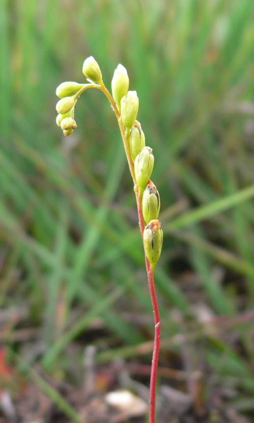 Drosera rotundifolia (round-leaved sundew) flower spike