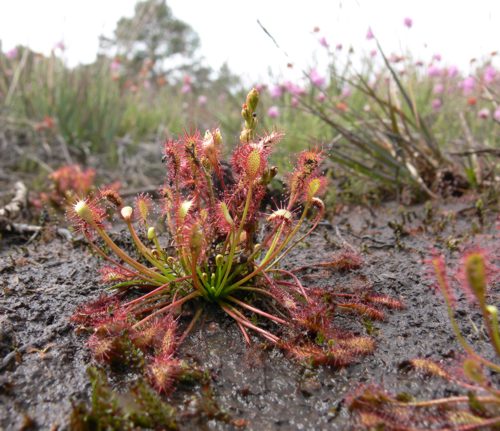 Drosera intermedia (oblong-leaved sundew)