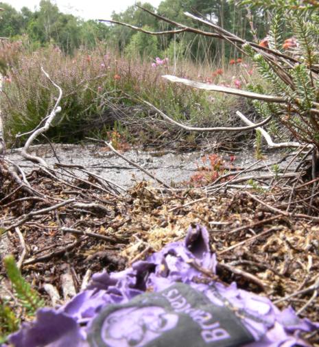 Sundew plant and discarded balloon