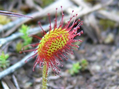 Drosera rotundifolia (round-leaved sundew)