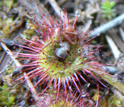 Drosera rotundifolia (round-leaved sundew) with red ant