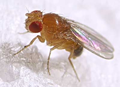 Drosophila © Max xx