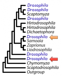 Fruit Fly supertree. Adapted from Van der Linde and Houle, 2008