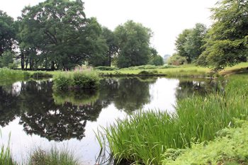 Trees at Dunham Massey (c) Martin Jordan