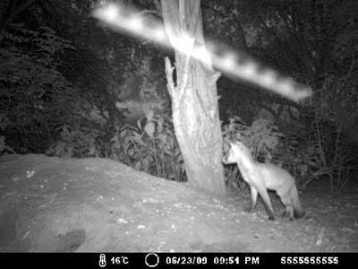 Flying object in woodland