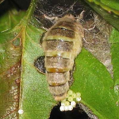 Vapourer female laying eggs