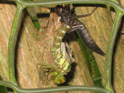 Emerging dragonfly