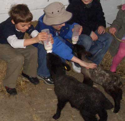 Feeding the lambs