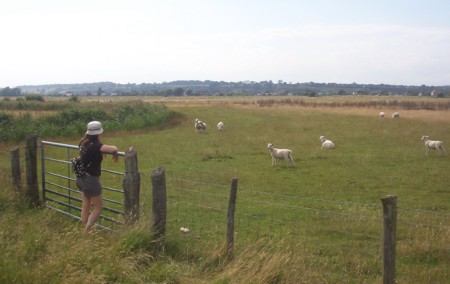 Fence, sheep and Cat