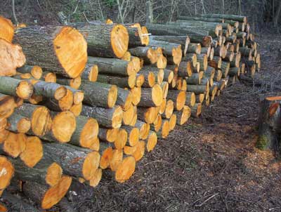 Alder logs cut in a woodland