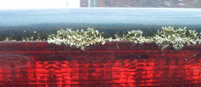 Ford lichen on lights