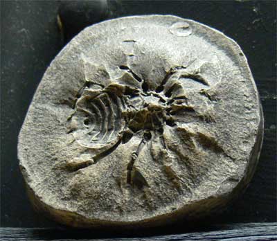 Fossil spider cast, Genesis Expo