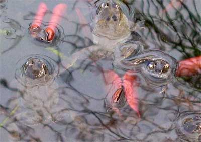 Four frogs a-boiling