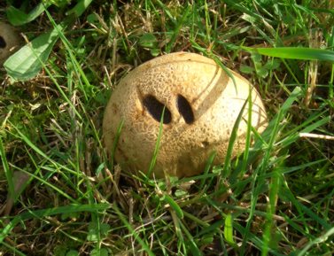 A mushroom that looks like a nose!