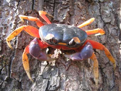 Gecarcinus ruricola © Bnhy GNU FDL