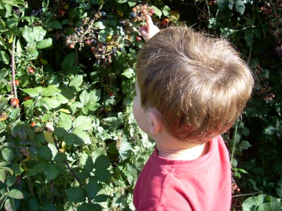 Blackberries for tea