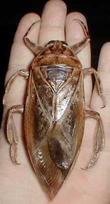 Giant water bug © Kevin via fishpondinfo.com