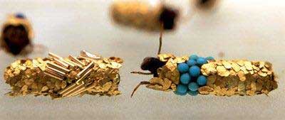 Golden caddis fly larvae Photos Jean-Luc Fournier. Courtesy Art:concept, Paris, and Zero Gallery, Milan.