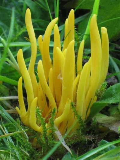 Golden spindles (Clavulinopsis fusiformis)