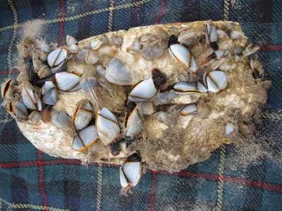 Goose barnacles