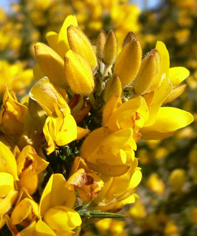 Gorse