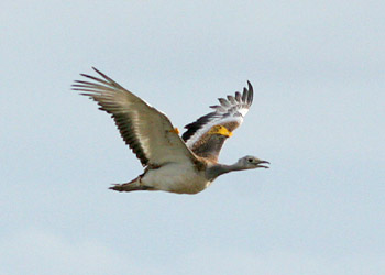 A big bird © Portland Bird observatory