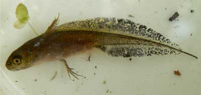 Great crested newt tadpole © Neil Phillips