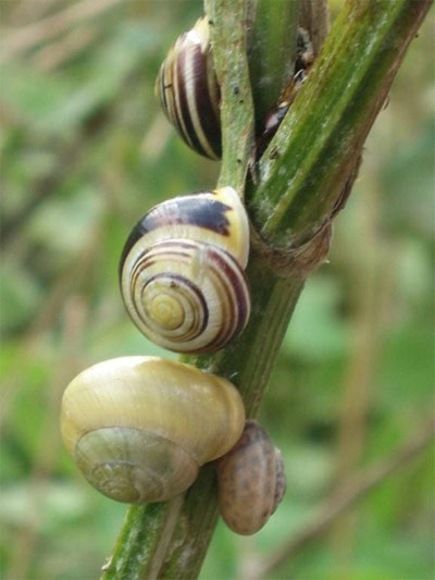 Cepaea nemoralis