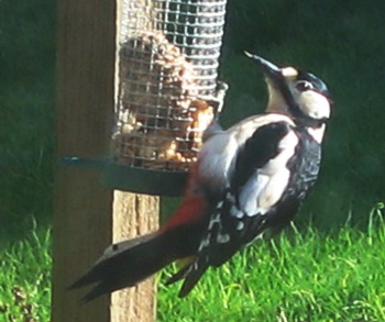 Great spotted woodpecker (c) Ruth D'Alessandro