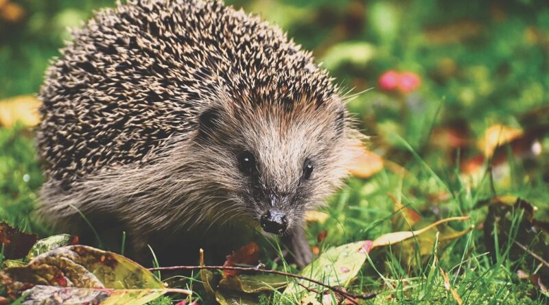 Hedgehog