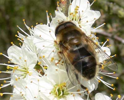 Hoverfly on blackthorn at Centurion's Copse