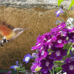 hummingbird hawk moth