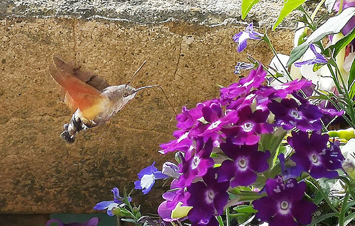 hummingbird hawk moth