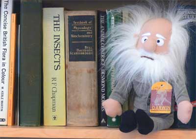 Charles Darwin doll