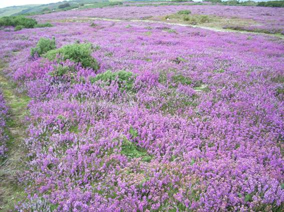 Heather on Luccombe Down