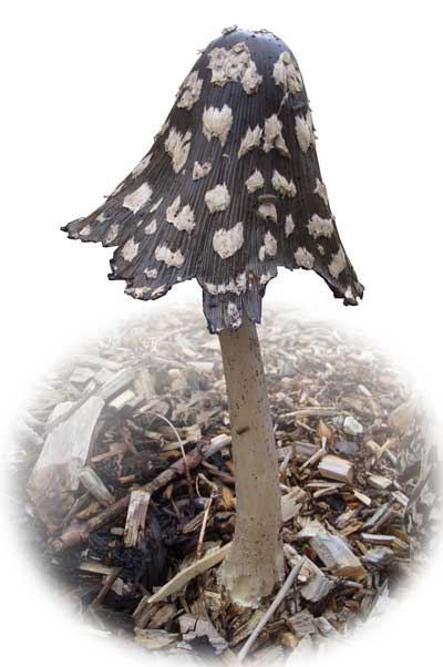 Magpie Inkcap (Coprinus picaceus) (c) Cat James