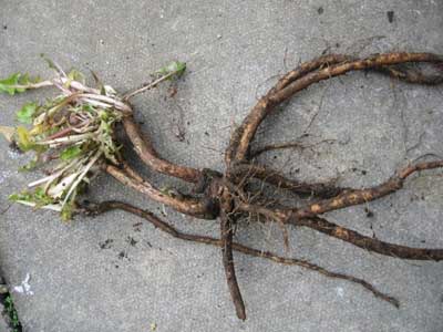 Dandelion roots